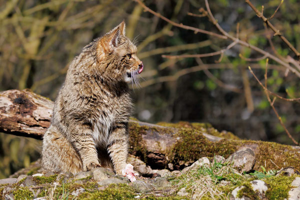 Wildkatze - Wildcat - #3068