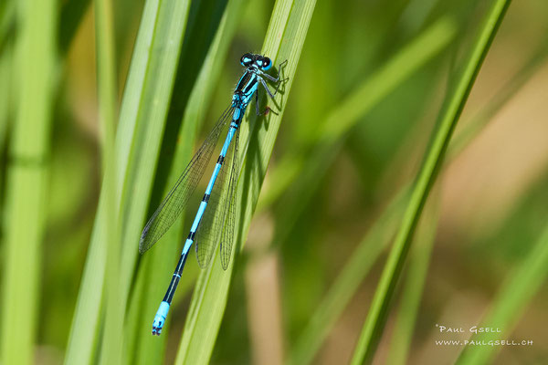 Hufeisen-Azurjungfer - Azure Bluet - #2057