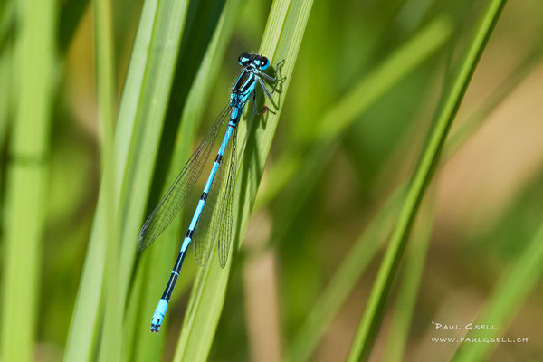 Hufeisen-Azurjungfer - Azure Bluet - #2057