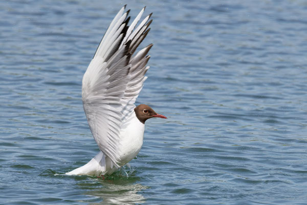 Lachmöwe - Black-headed Gull - #5343