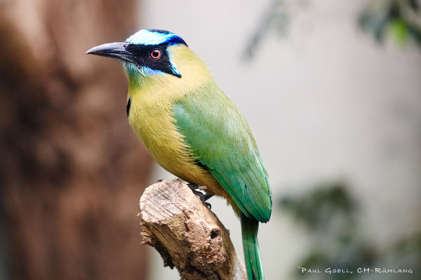 Motmot - Zoo Zürich - #8066