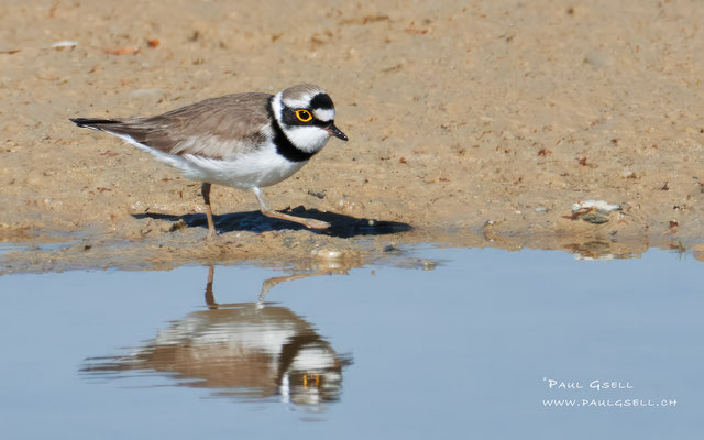 Flussregenpfeifer - Little Ringed Plover - #5323