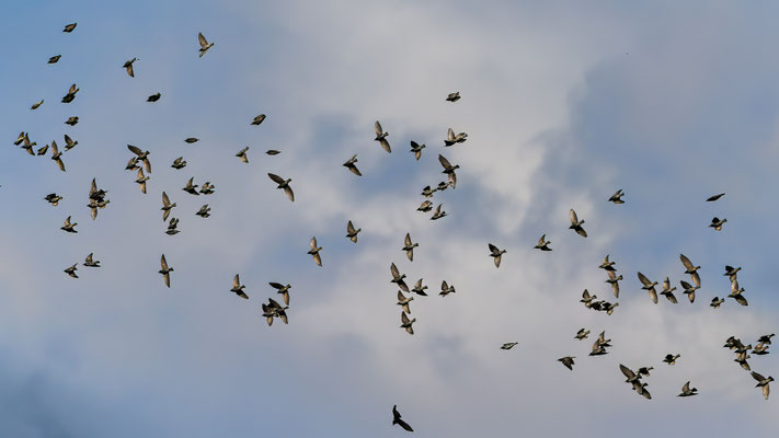Stare - Starlings - #2131
