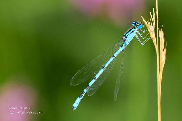 Gemeine Becherjungfer - Common Bluet - #3193