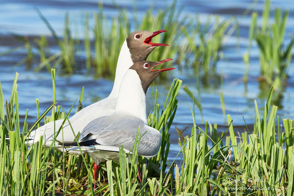 Lachmöwen - Black-headed Gulls - #9594