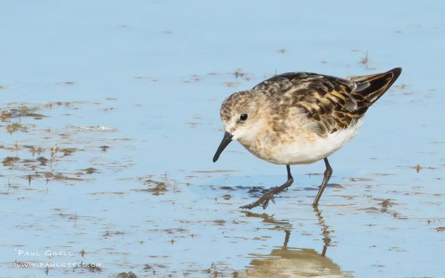 Zwergstrandläufer - Little Stint - #0516