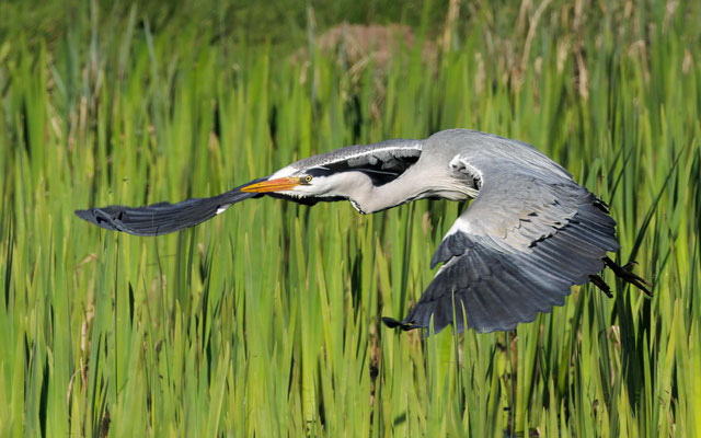 Graureiher - Grey Heron - #9921