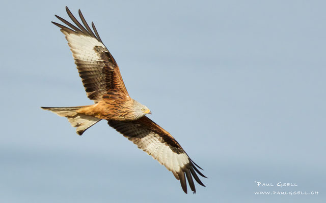 Rotmilan - Red Kite - #0923