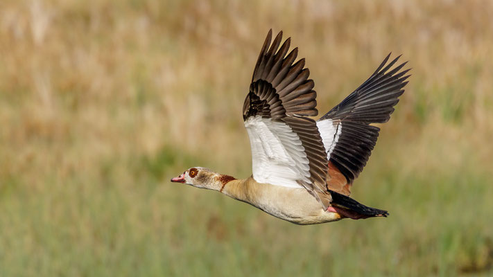 Nilgans - Egyptian Goose - #4952