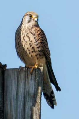 Turmfalke - Kestrel - #9576