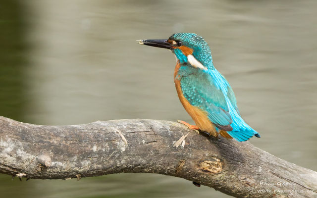 Eisvogel Männchen - Kingfisher Male - #0533