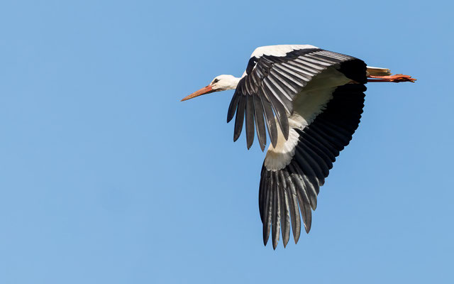 Weißstorch - White Stork - #9913