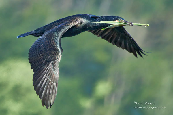 Kormoran- Great Cormorant - #2149