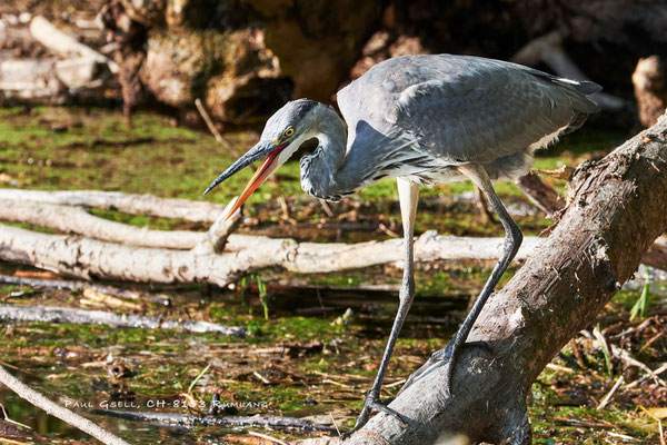 Graureiher - Fischreiher (Ardea cinerea) - #1416