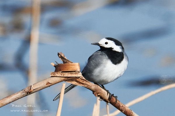 Bachstelze - White Wagtail - #3911