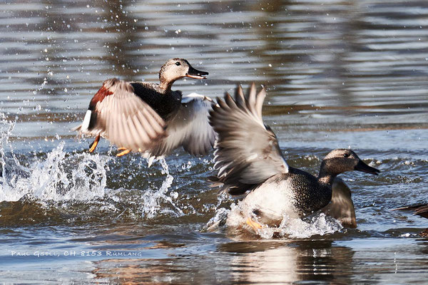 Schnatterenten - Gadwalls - #0569