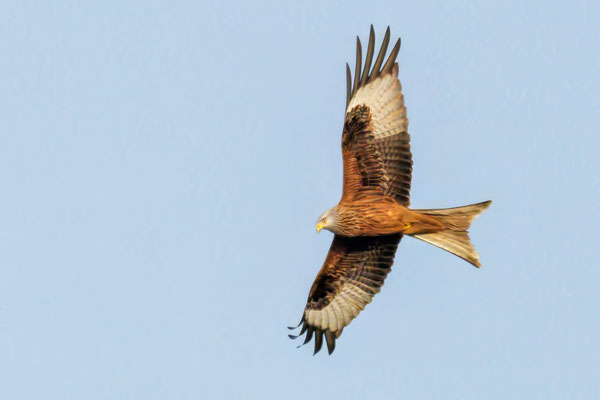 Rotmilan - Red Kite #0523