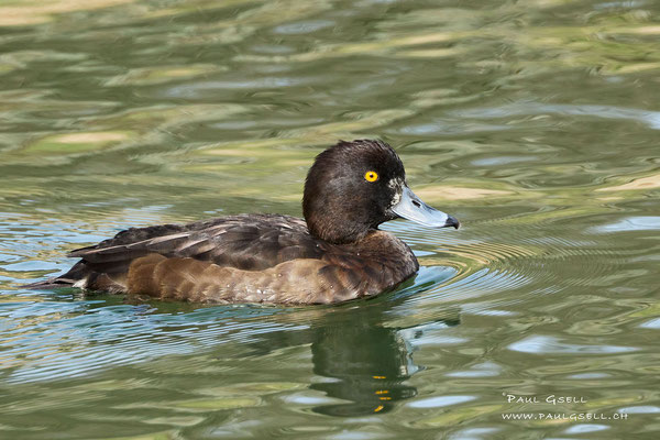 Reiherente Weibchen - Tufted Duck Female - #4650