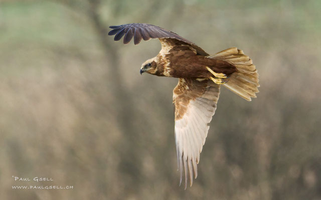 Rohrweihe - Marsch Harrier - #8114