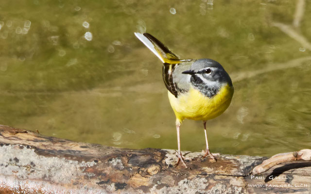 Gebirgsstelze - Grey Wagtail - #9096