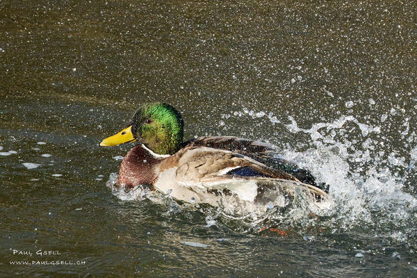 Stockente Männchen - Mallard Male - #2955