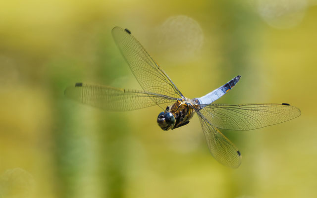 Großer Blaupfeil - Black-tailed Skimmer - #4495