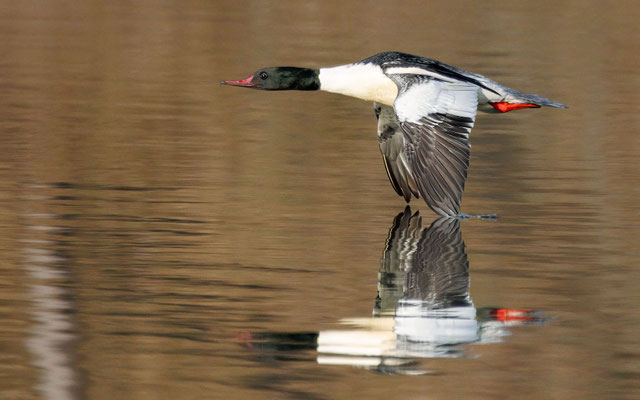 Gänsesäger - Common Merganser - #8102