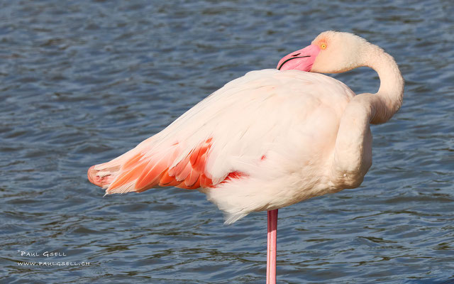 Flamingo - #0741