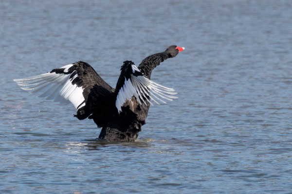 Schwarzschwan - Black Swan - #1341