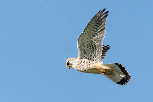 Turmfalke - Kestrel - #3093