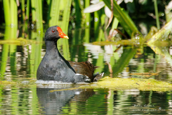Teichhuhn - Moorhen - #3629