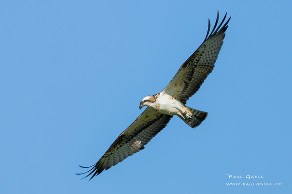 Fischadler - Osprey - #4170