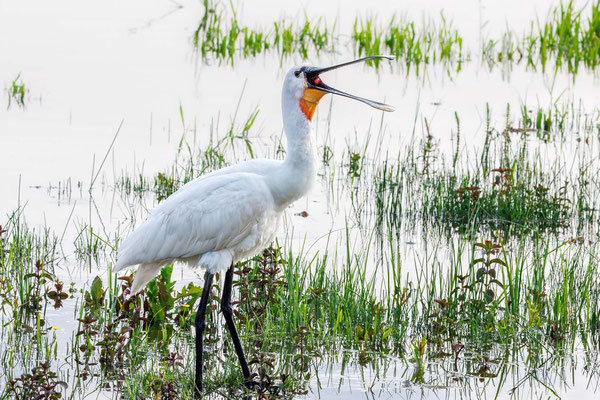Löffler - Eurasian Spoonbill - #7111