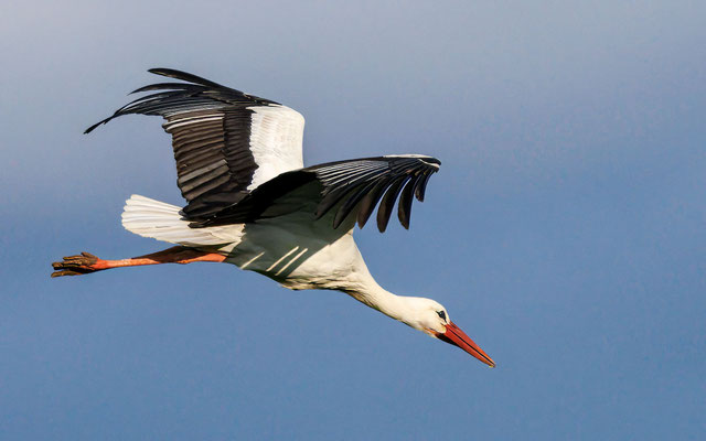 Weißstorch - White Stork - #7835