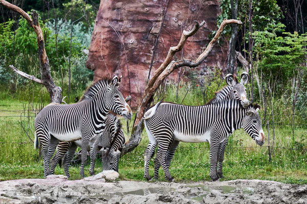 Grevyzebras in der Lewa Savanne im Zoo Zürich - #0563