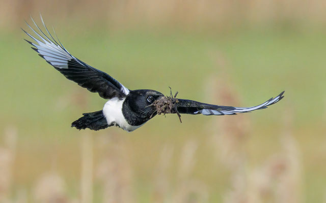Elster - Magpie - #2168