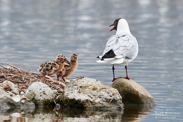 Lachmöwen - Black-headed Gulls - #2128