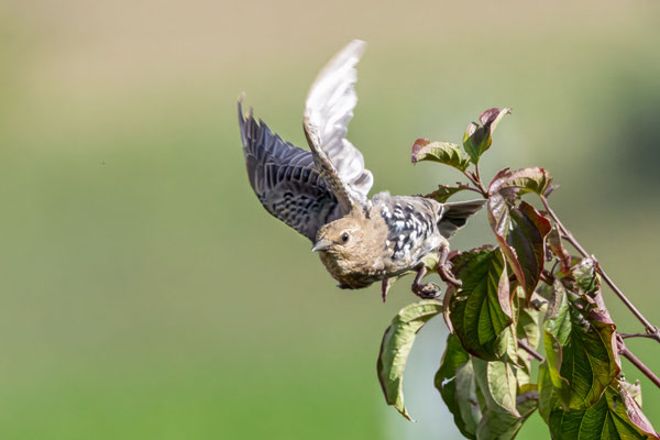 Star - Starling - #4229