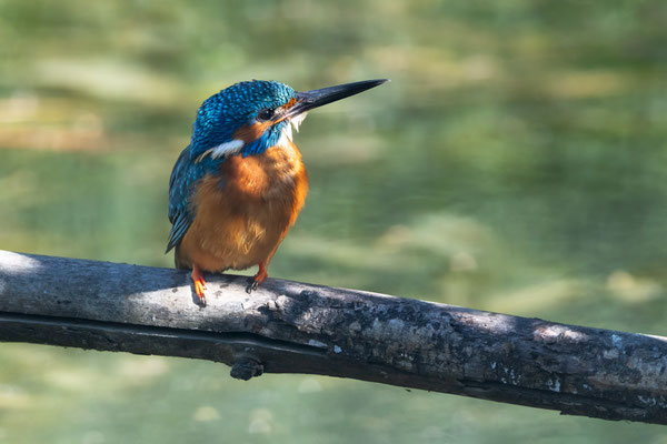 Eisvogel - Kingfisher - #2543