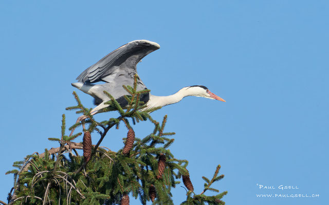 Graureiher - Grey Heron - #1502