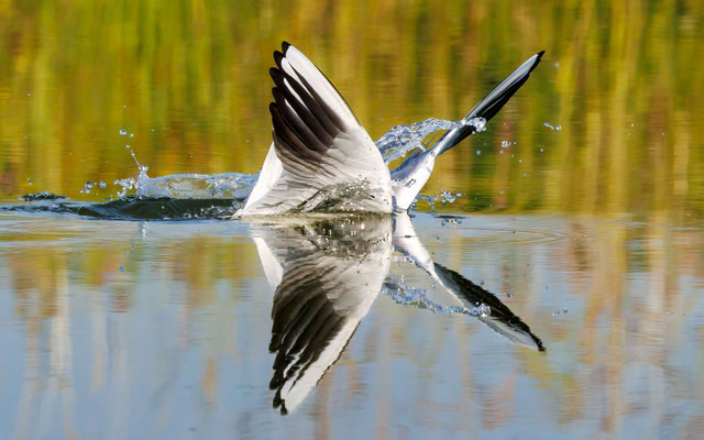 Lachmöwe - Black-headed Gull - #8417