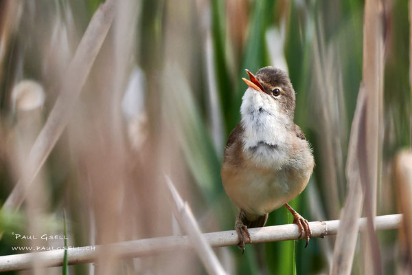 Teichrohrsänger - Reed Warbler - #6169