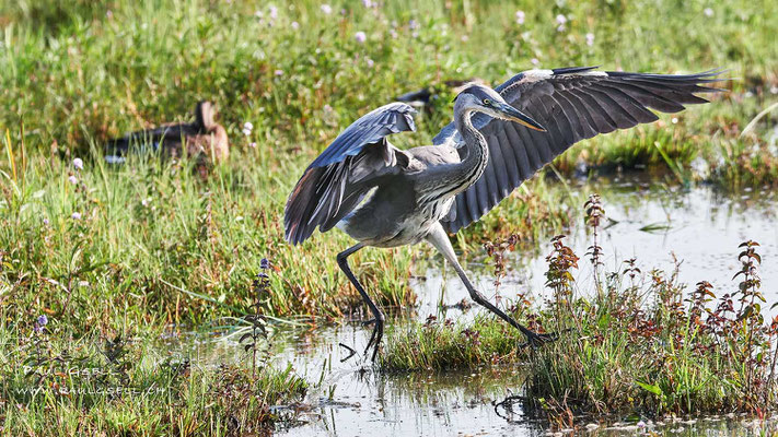 Graureiher - Grey Heron - #6107