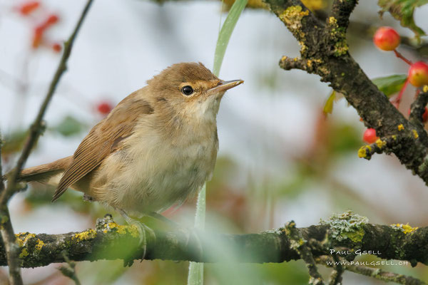 Teichrohrsänger - Reed Warbler - #5059