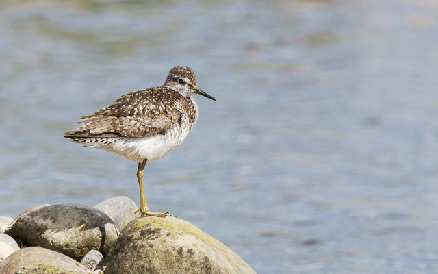 Bruchwasserläufer - Wood Sandpiper - #2117