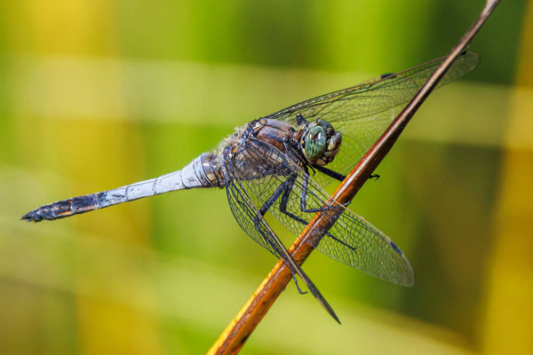 Grosser Blaupfeil - Black-tailed Skimmer - Orthetrum cancellatrum - #2975