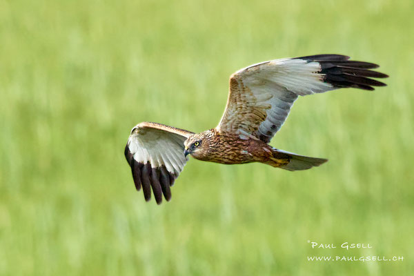 Rohrweihe Männchen - Western Marsh Harrier Male - #0725