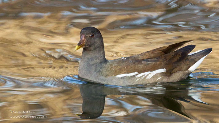 Teichhuhn - Moorhen - #2370