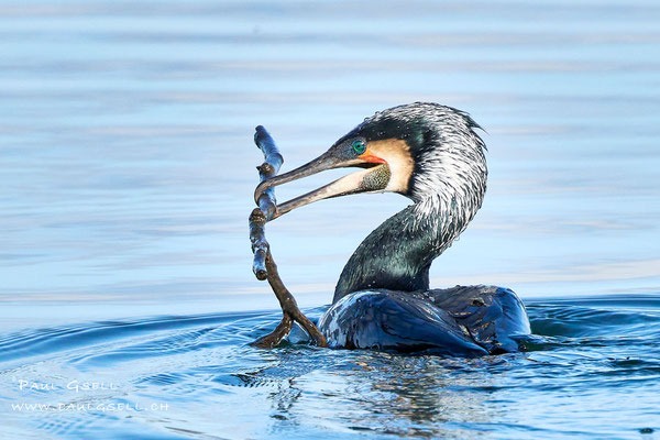 Kormoran - Great Cormorant - #6821