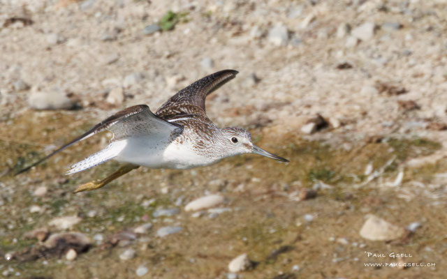 Grünschenkel - Greenshank - #9677